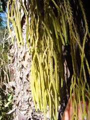 Phlegmariurus billardierei