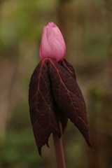 Podophyllum hexandrum