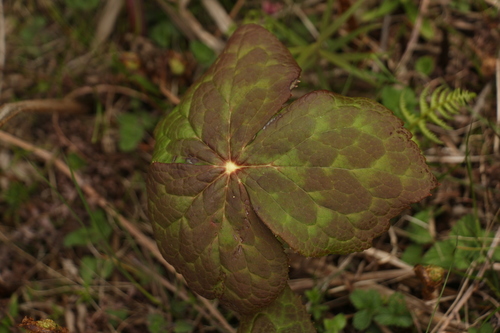 Image of Podophyllum hexandrum by (c) Siddarth Machado, some rights reserved (CC BY)