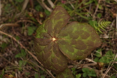 Podophyllum hexandrum