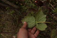 Podophyllum hexandrum