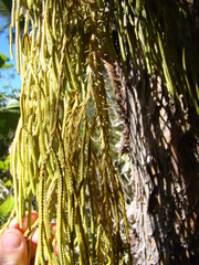 Phlegmariurus billardierei