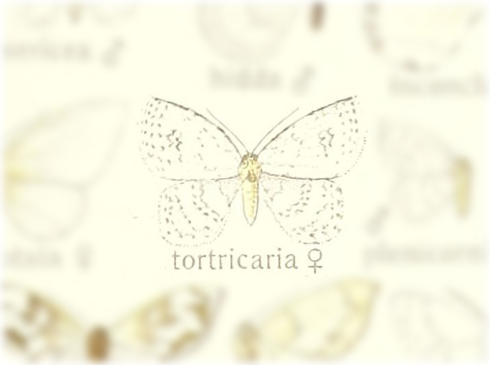 Zusidava tortricaria