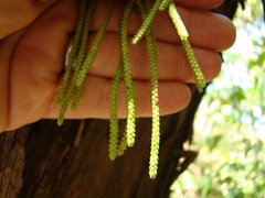 Phlegmariurus billardierei