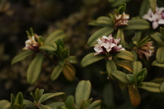 Daphne retusa