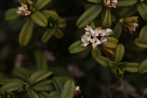 Daphne retusa, photograph 1