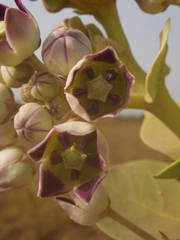 Calotropis procera