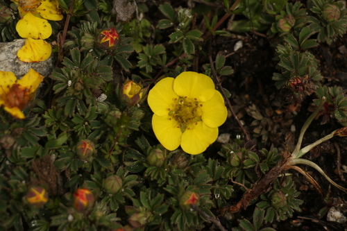 Sibbaldia cuneifolia, photograph 5