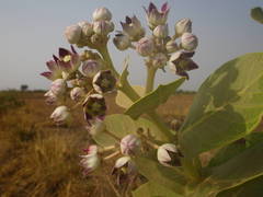 Calotropis procera