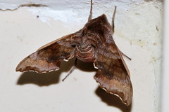 Cypoides chinensis