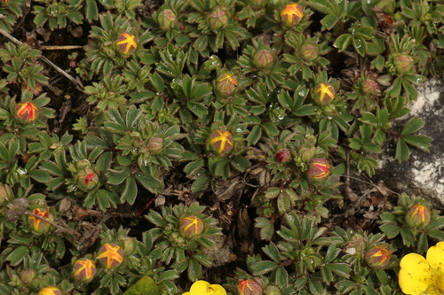 Sibbaldia cuneifolia, photograph 6