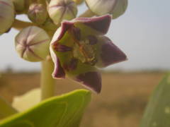Calotropis procera
