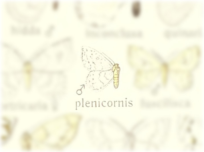 Pseudemodesa