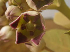 Calotropis procera image