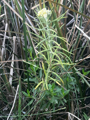 Pseudognaphalium gaudichaudianum, photograph (c) Catriona Hays Howson, some rights reserved (CC BY)