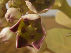 Calotropis procera image