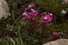 Pedicularis siphonantha