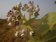 Calotropis procera image