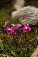 Pedicularis siphonantha