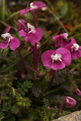 Pedicularis siphonantha