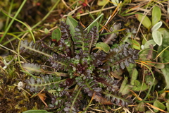 Pedicularis siphonantha