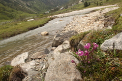 Pedicularis siphonantha