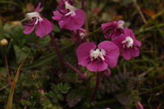 Pedicularis siphonantha