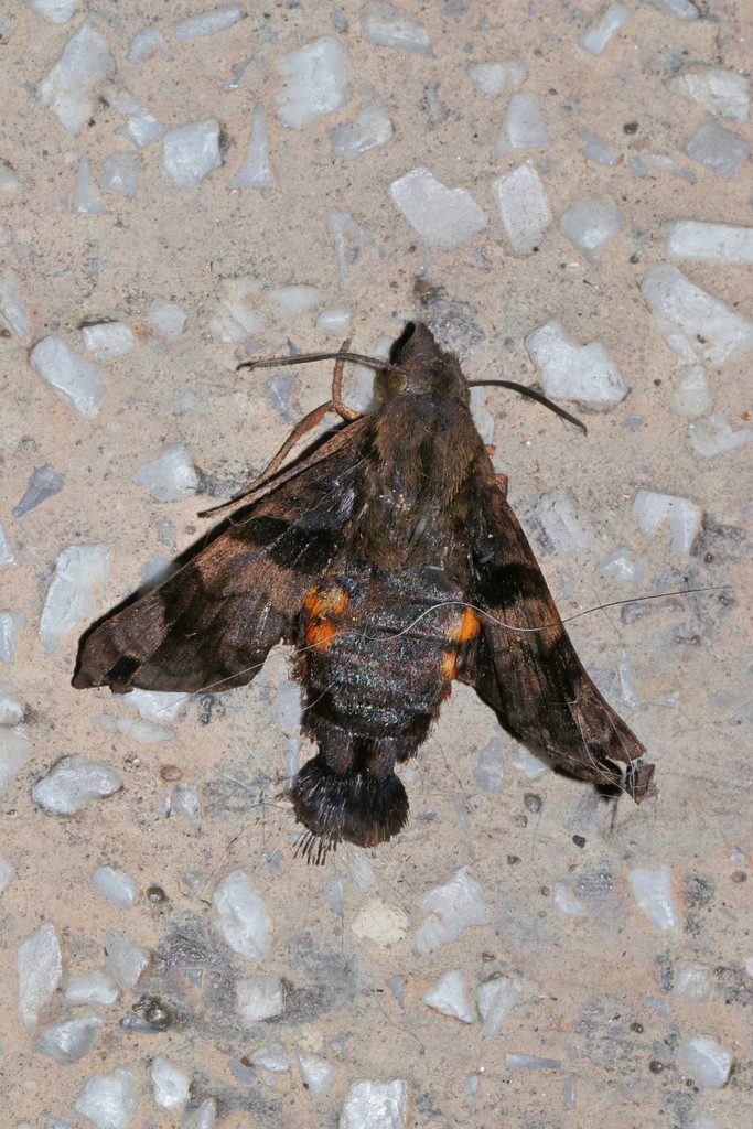 Macroglossum variegatum