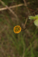 Anemonastrum obtusilobum