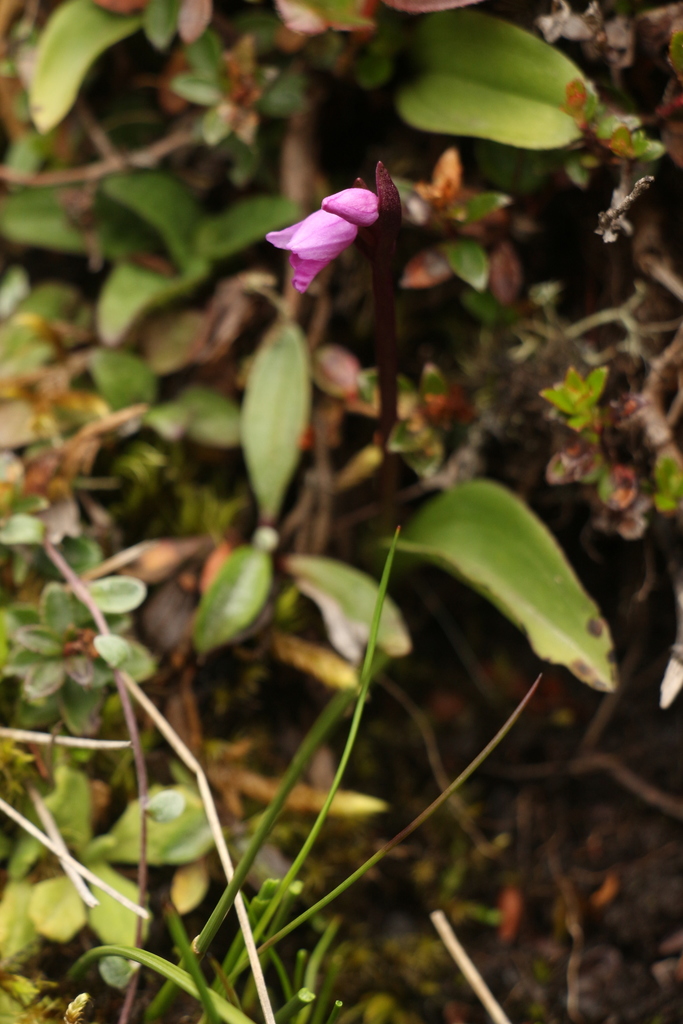 Galearis spathulata