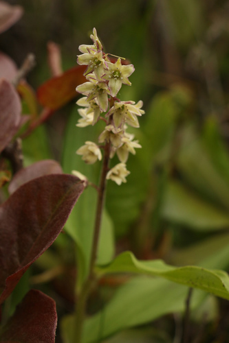 Maianthemum purpureum, photograph 5