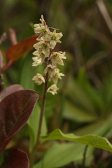 Maianthemum purpureum