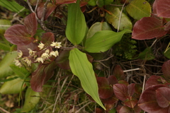 Maianthemum purpureum
