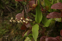 Maianthemum purpureum