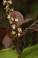 Maianthemum purpureum