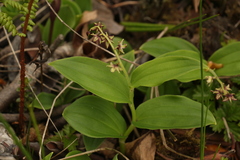 Maianthemum purpureum
