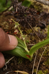 Maianthemum purpureum