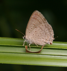 Arhopala atrax