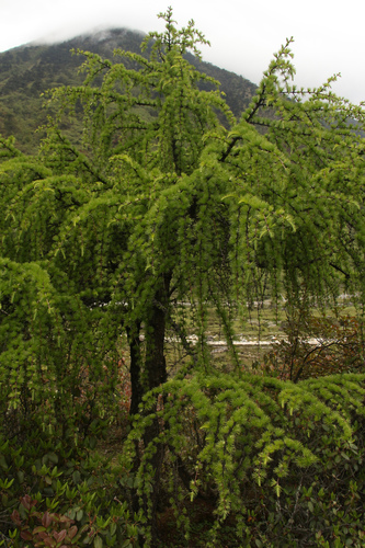 Image of Larix griffithii by (c) Siddarth Machado, some rights reserved (CC BY)