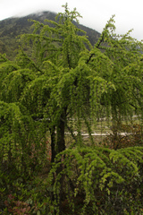Larix griffithii