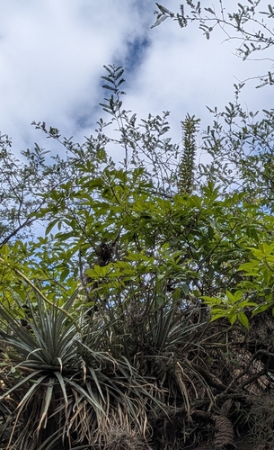 Puya aequatorialis, photograph 1