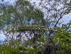 Puya aequatorialis, photograph (c) Sebastián Ordóñez, some rights reserved (CC BY)