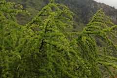 Larix griffithii