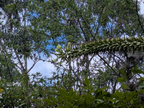 Puya aequatorialis, photograph 3