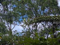 Puya aequatorialis, photograph (c) Sebastián Ordóñez, some rights reserved (CC BY)