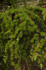 Larix griffithii