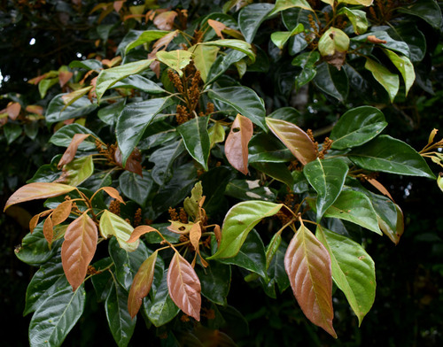 Tropical Quandong (Elaeocarpus largiflorens)