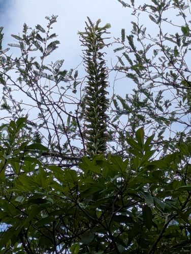 Puya aequatorialis, photograph 4