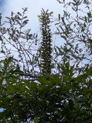 Puya aequatorialis, photograph (c) Sebastián Ordóñez, some rights reserved (CC BY)