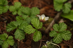 Rubus nepalensis